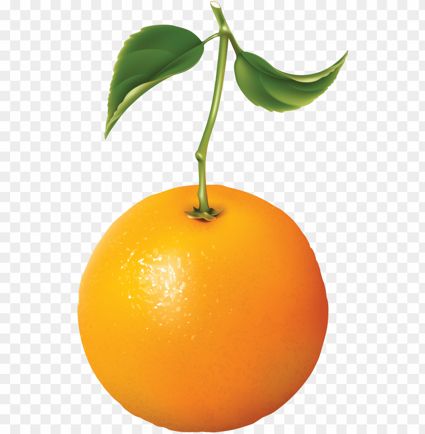 orange, fruit, bitter orange, oranges, clip art