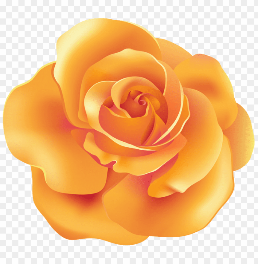 orange rose