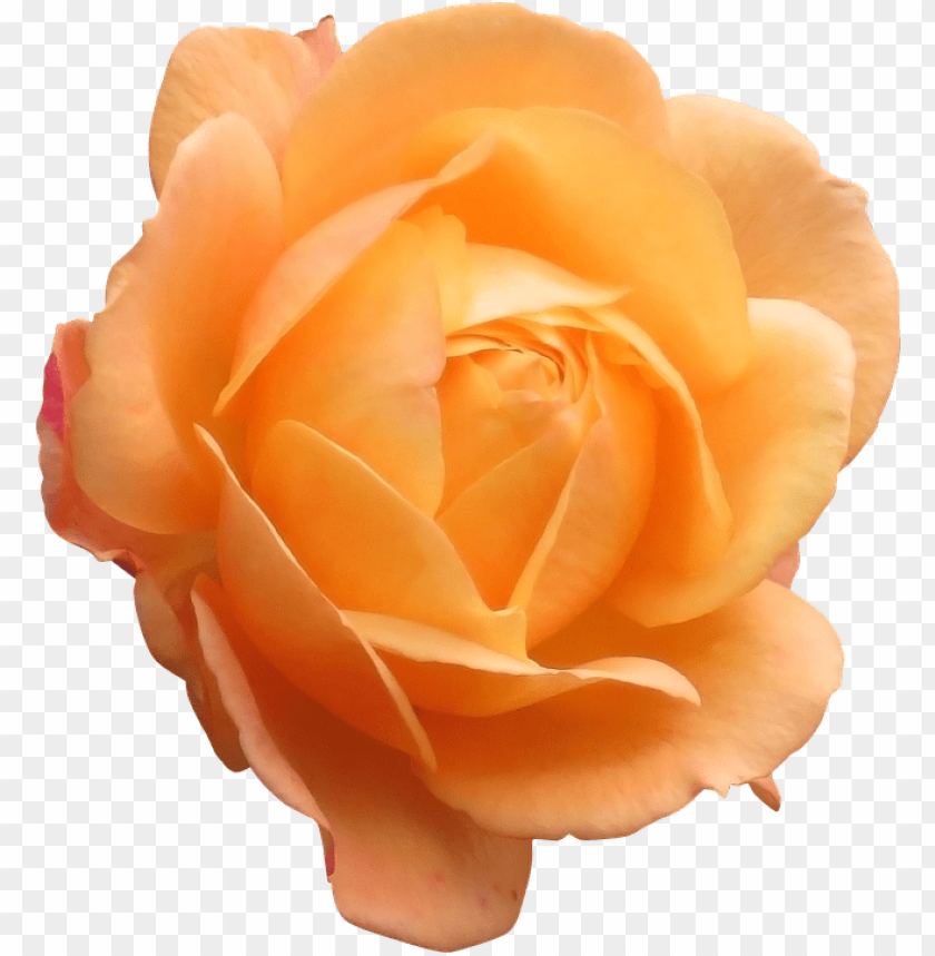 orange rose