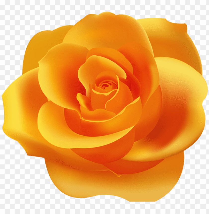 orange rose png