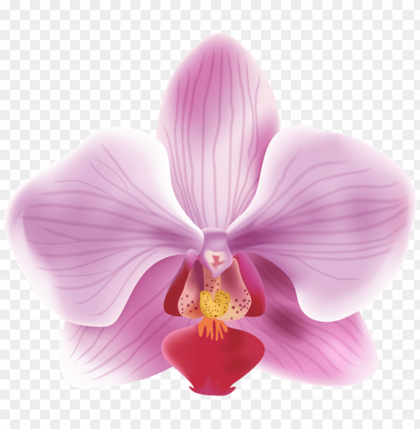 orchid