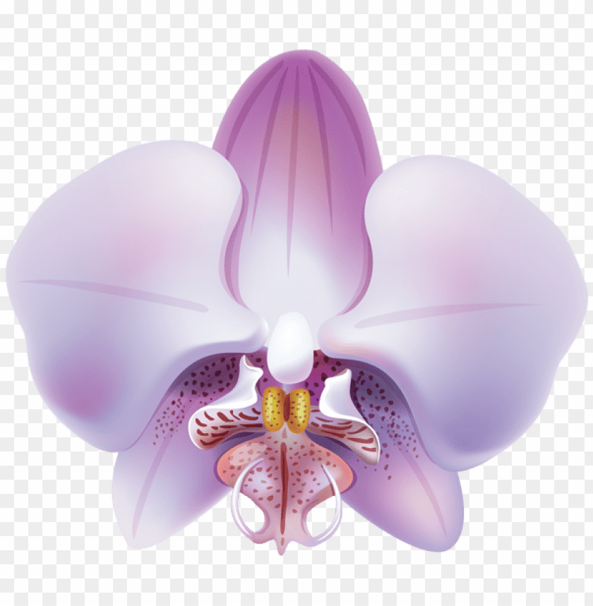 orchid