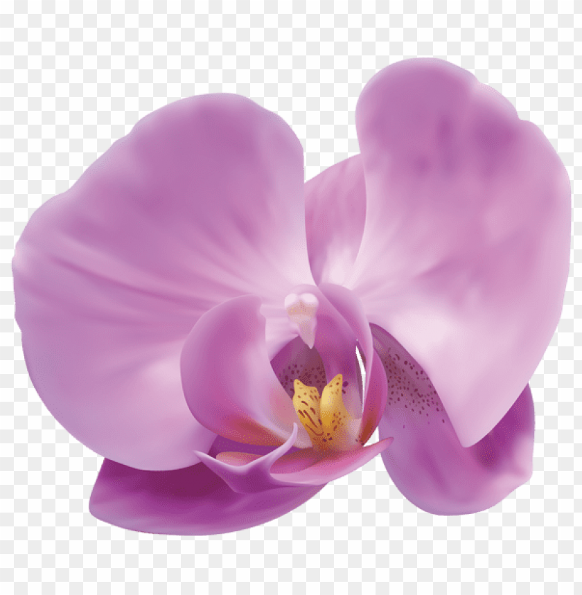 orchid