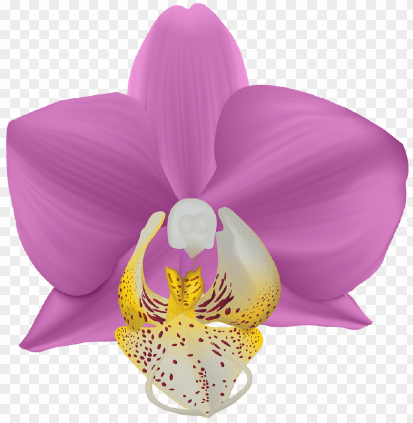 orchid transparent