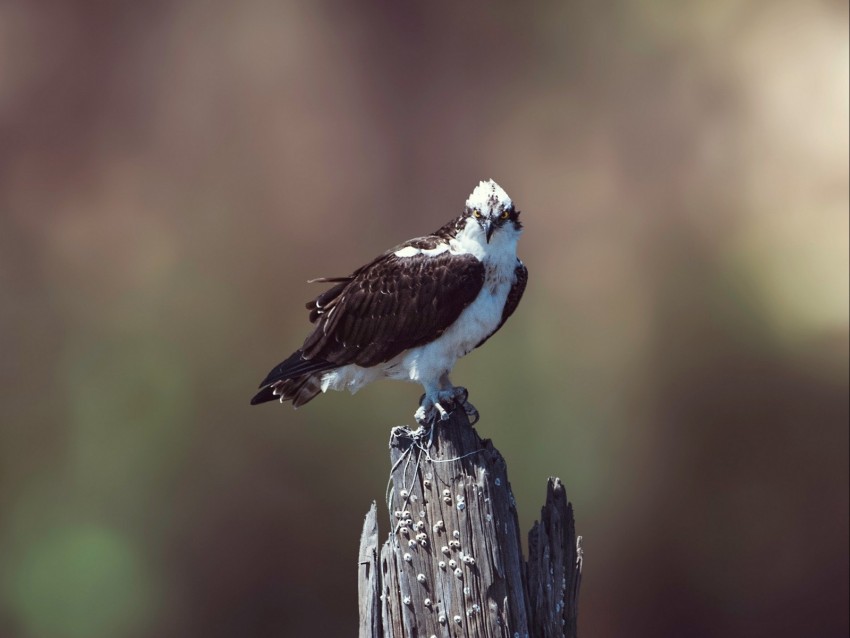 osprey, bird, predator, hawk