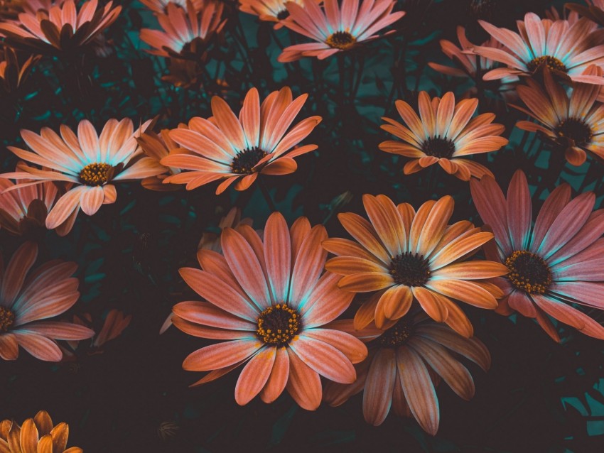 osteospermum, african daisy, flowering, flowerbed