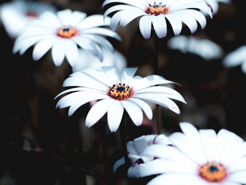 osteospermum, flowers, white, bloom, plant