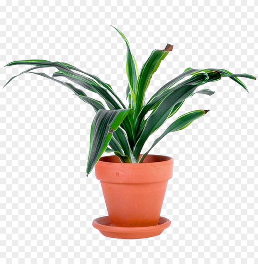 restaurant, square, set, leaves, flowers, glass, plant pots