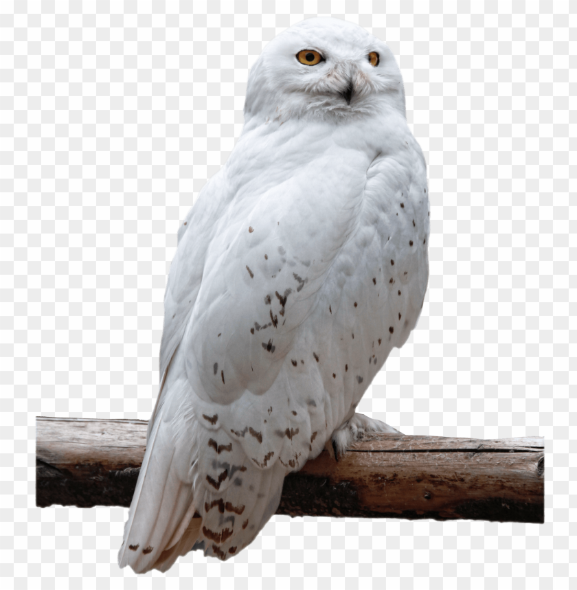 Snowy owl PNG, bird, white, perched