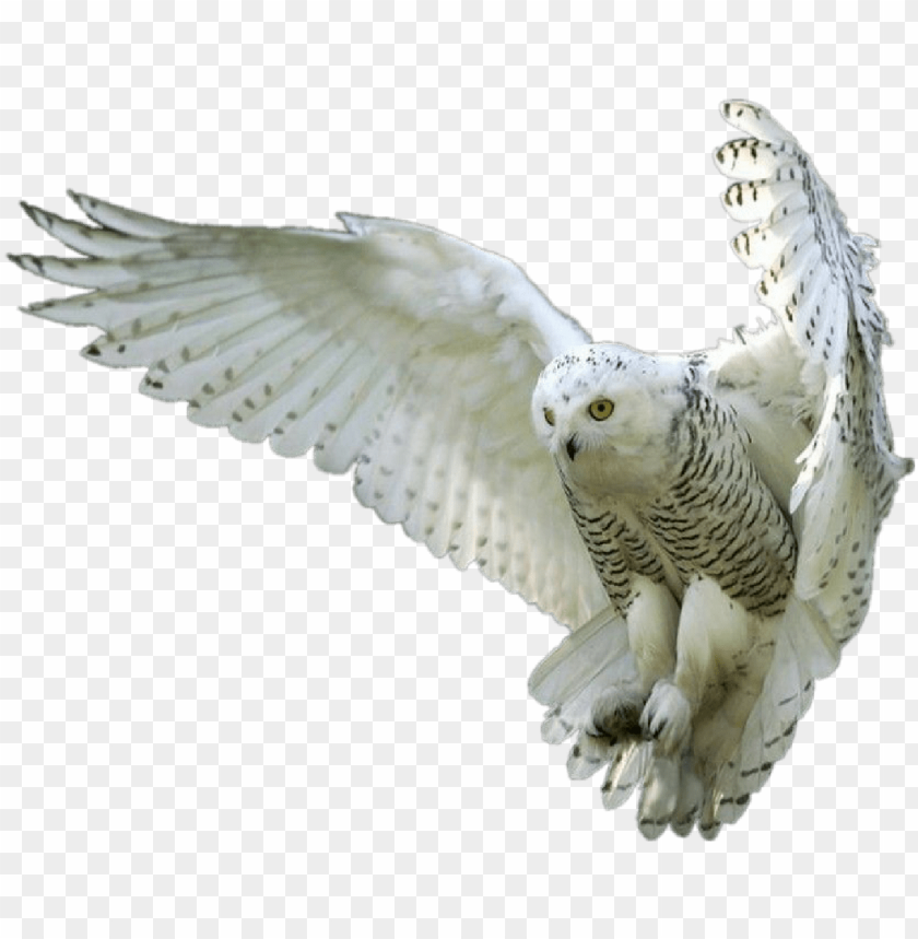 Owl PNG Transparent Background