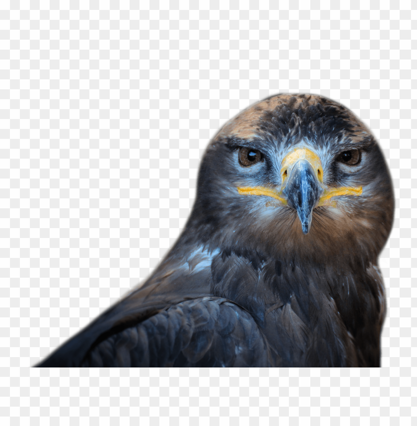 Hawk PNG, bird of prey, sharp beak, brown