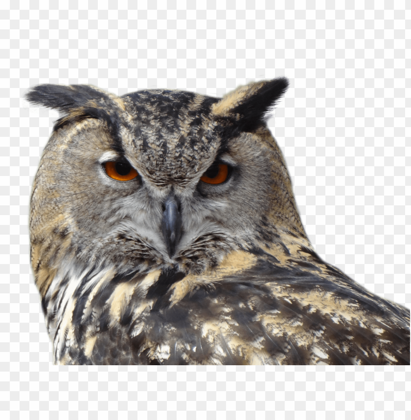 Owl PNG, bird of prey, brown, wide eyes