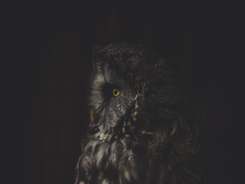 Owl Bird Dark Predator Looks Turned Background