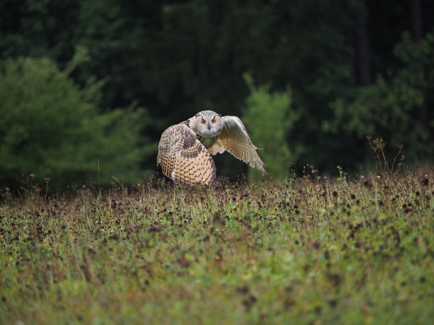 Owl Bird Flight Wings Flap Predator Wildlife Background