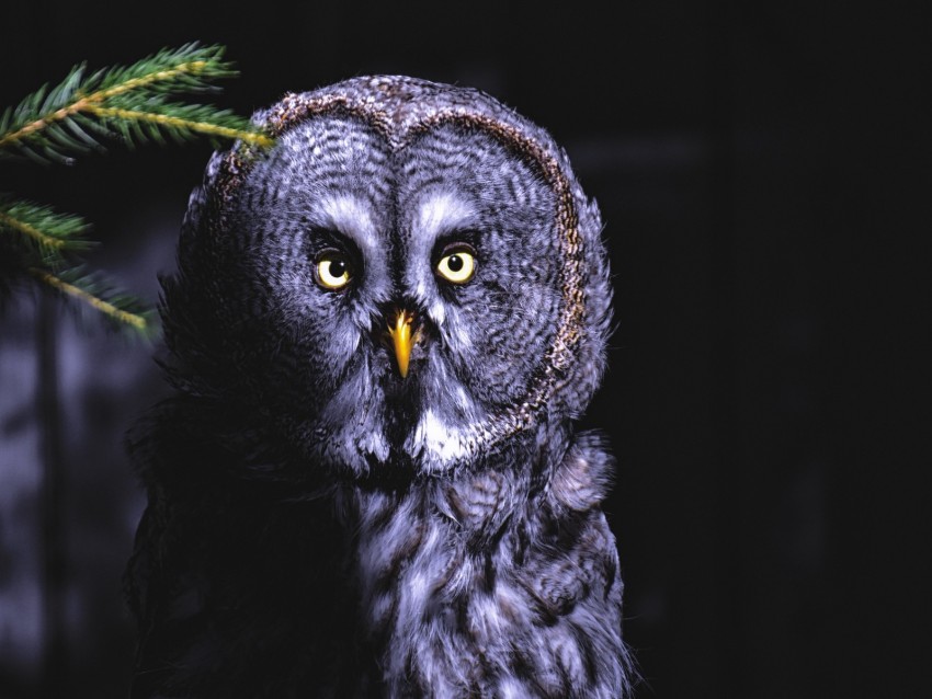 Owl Bird Looks Shadow Predator Feathered Background