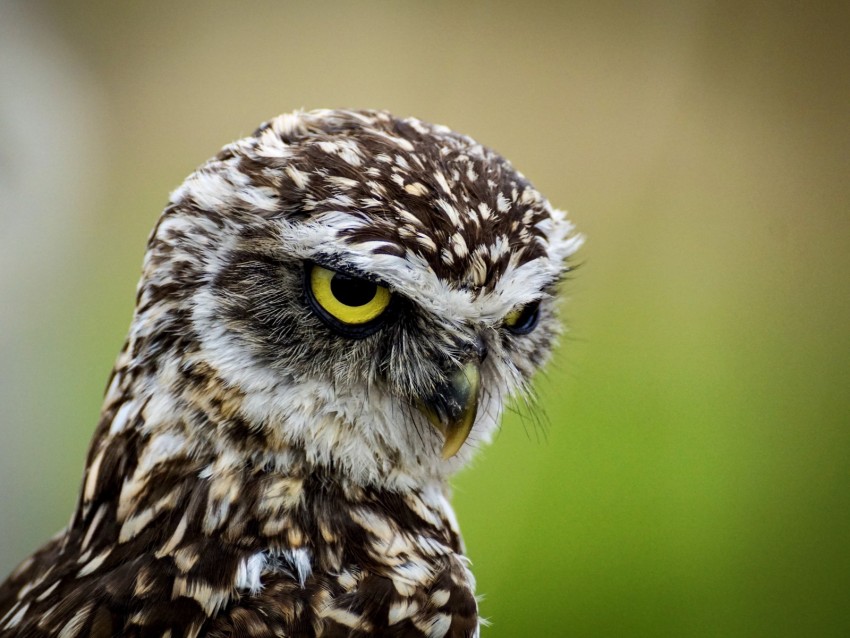 Owl Bird Predator Angry Background