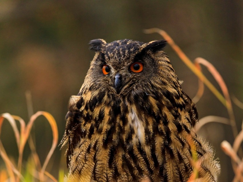 Owl Bird Predator Grass Wildlife Background