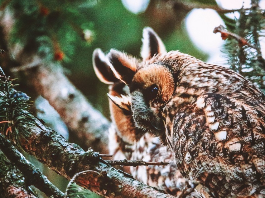 Owl Bird Predator Wildlife Branches Background