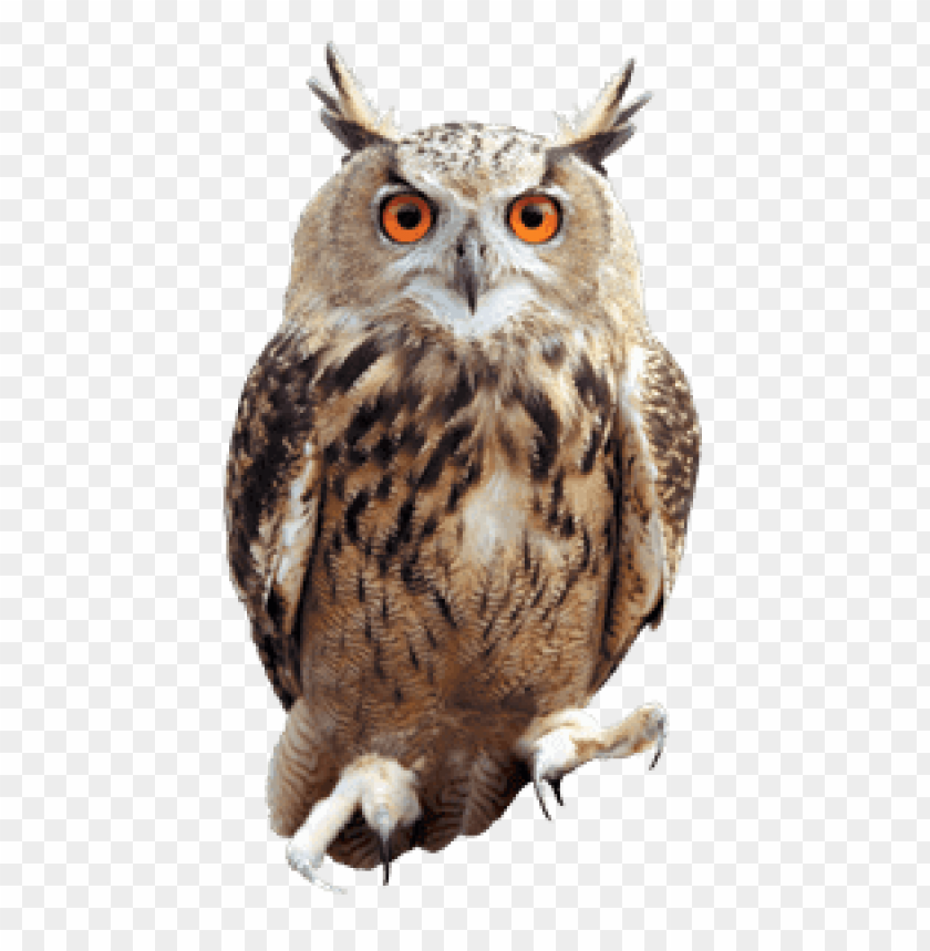 animals, birds, owls, owl front, 