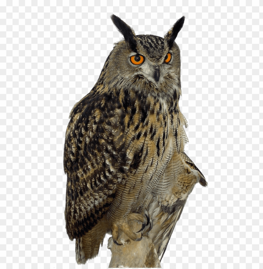 animals, birds, owls, owl right, 