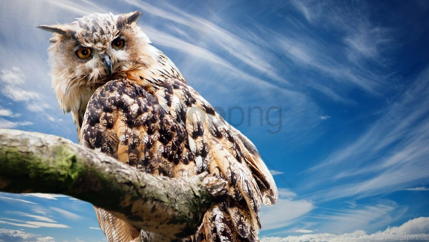 Owl Wallpaper PNG Transparent Background