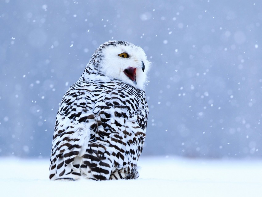 owl, white owl, polar owl, bird, snow, winter