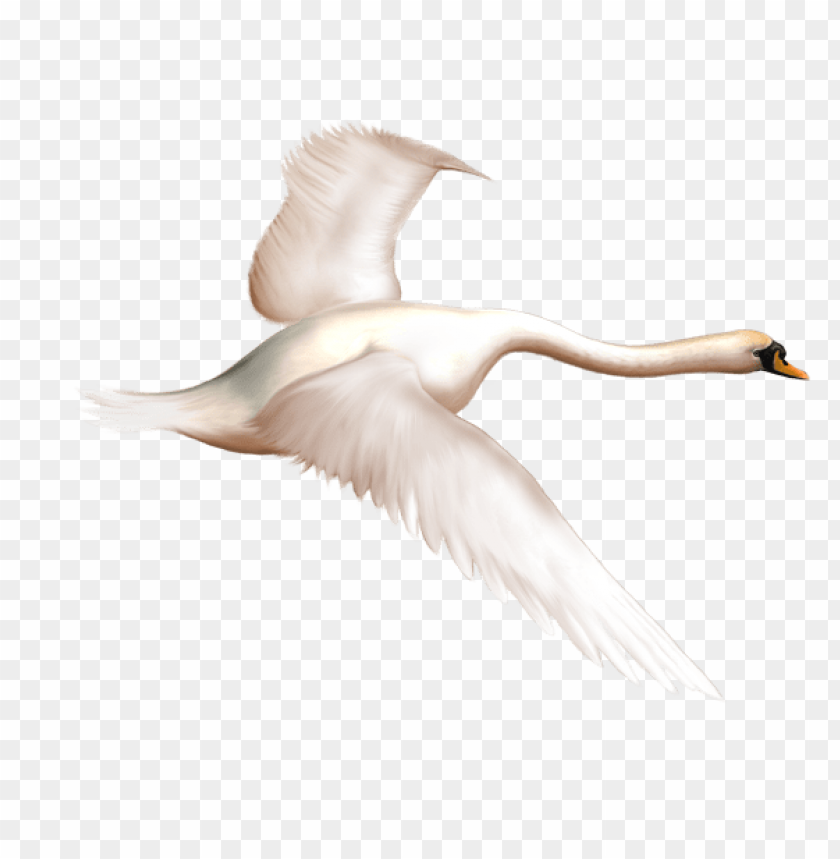 birds png ,bird