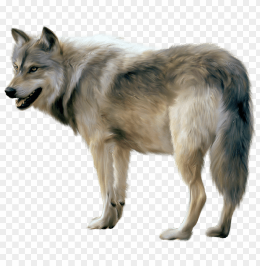 wolf, wildlife, nature, canid, animal, fur, mammal