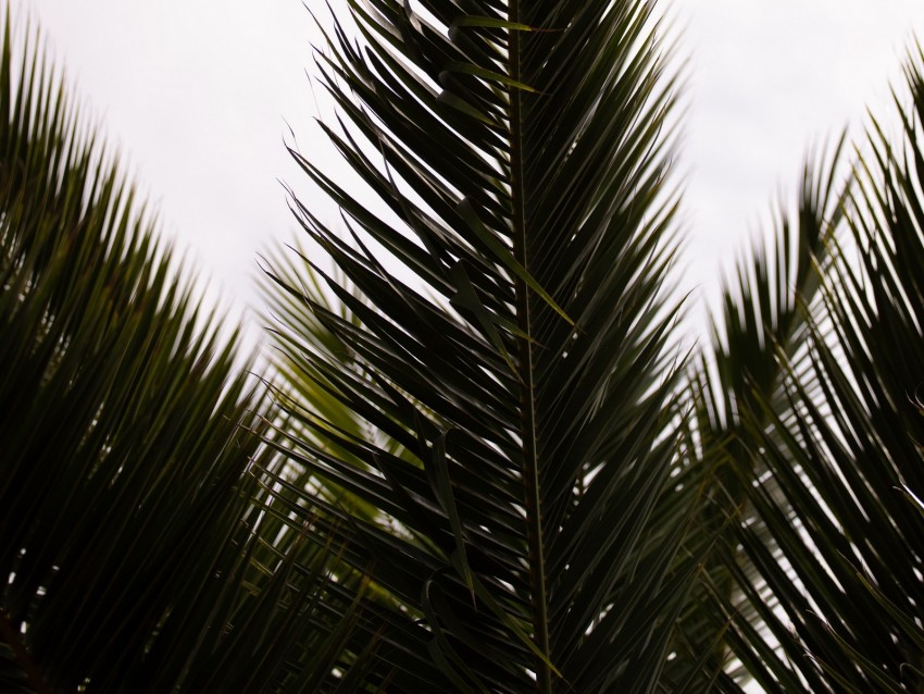 palm, branch, leaves, carved, plant