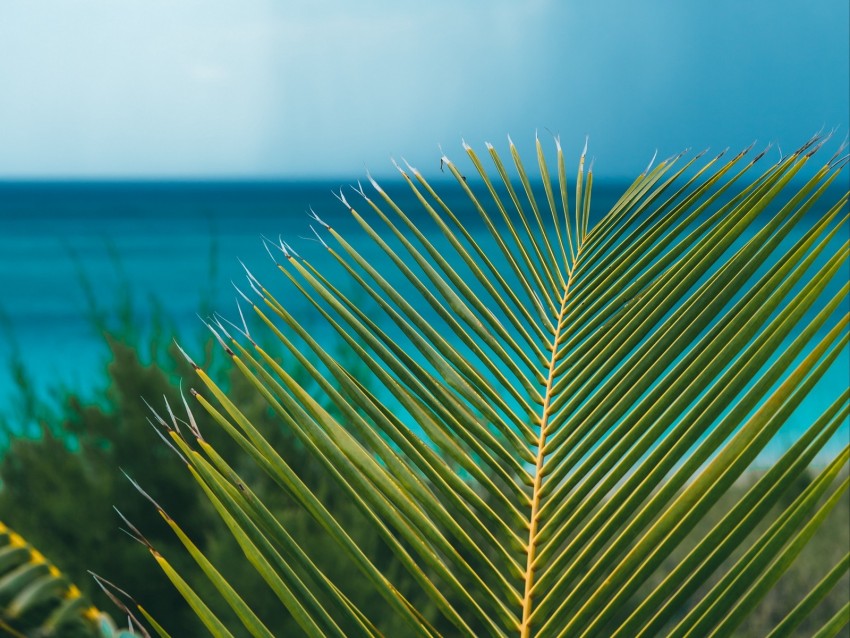 Palm Branch Leaves Ocean Shore Horizon Background