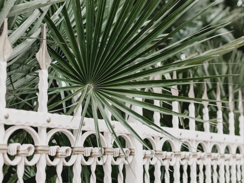 palm, branches, fence, forged, metal