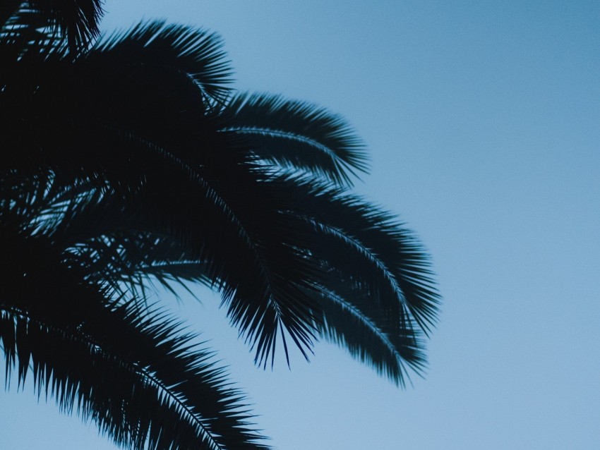 palm, branches, leaves, dark, sky