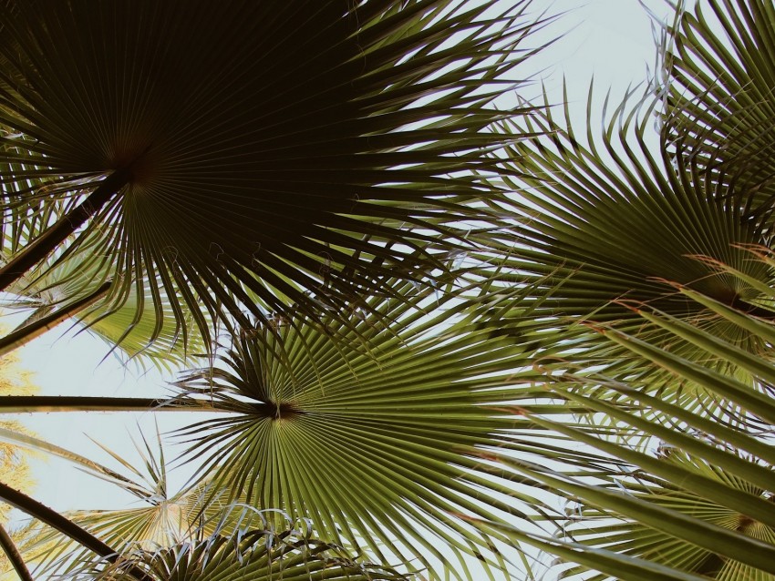 Palm Branches Leaves Green Plant Background