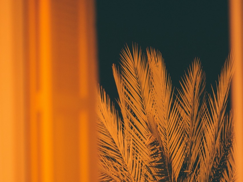 palm, branches, leaves, night, window