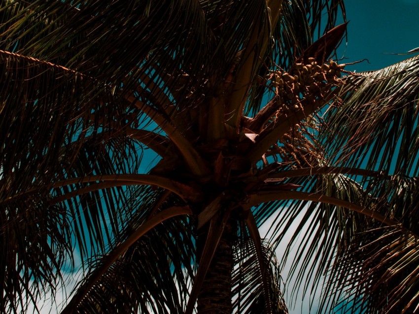 palm, branches, leaves, sky, clouds, tropics, wind