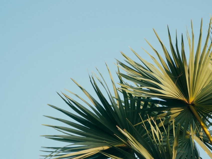 palm, branches, leaves, sky, green, carved