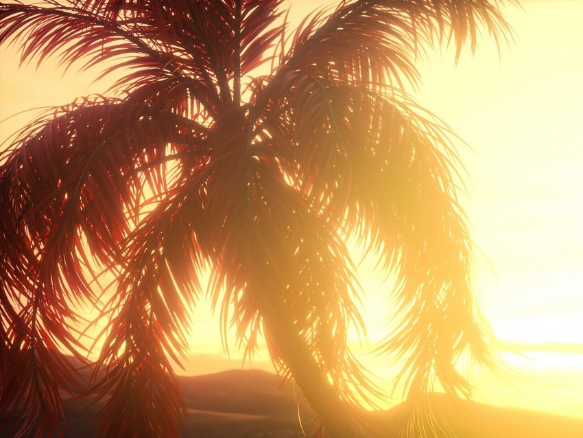 Palm Branches Leaves Sunset Light Bright Background