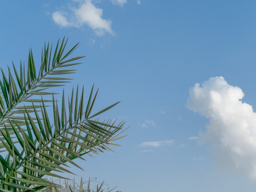 palm, branches, sky, clouds, tropics