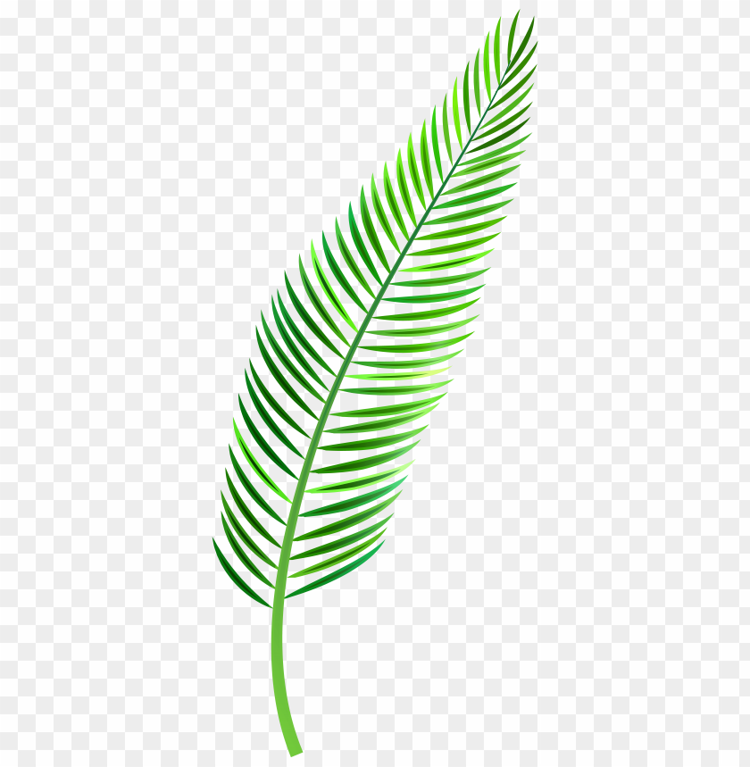 leaf, palm