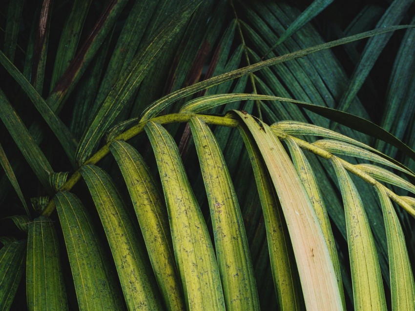 Palm Leaves Branch Plant Green Background