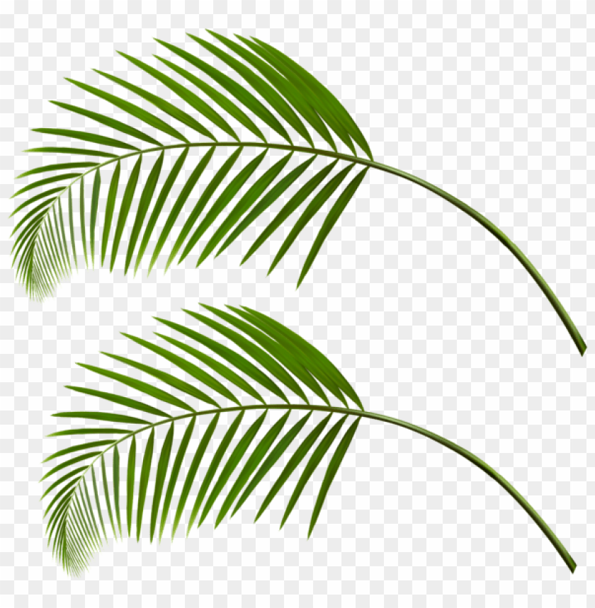 palm leaves png