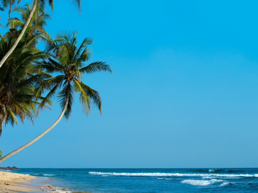 palm, palm trees, beach, tropics, shore, surf, ocean