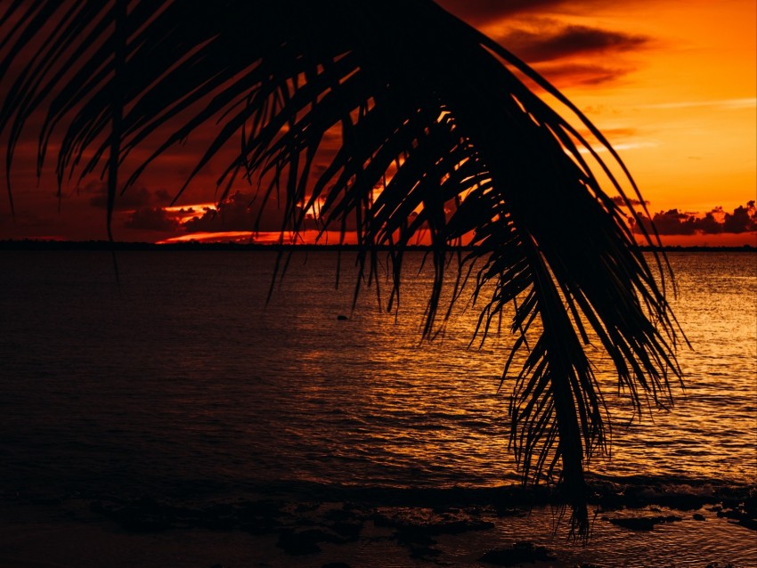 Palm Sea Sunset Dark Twilight Background