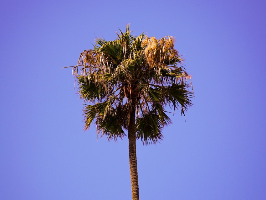 Palm Sky Clean Tree Treetop Background