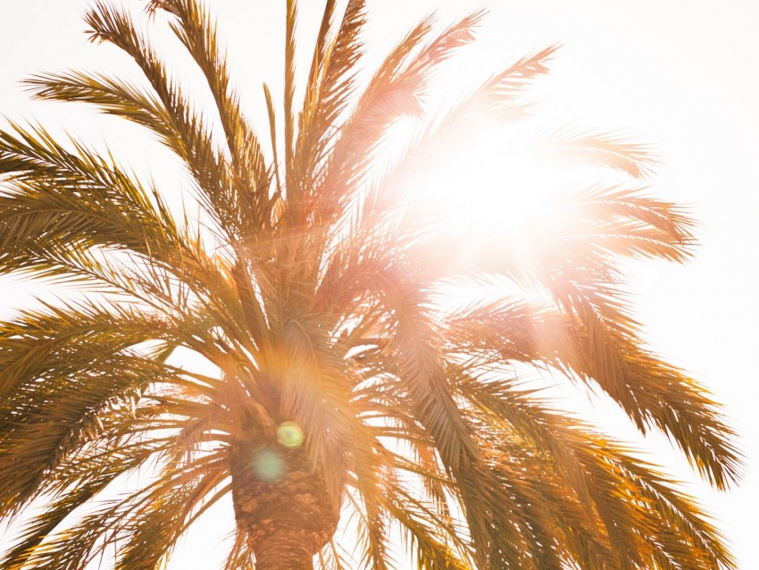 palm, sun, flare, light, bright