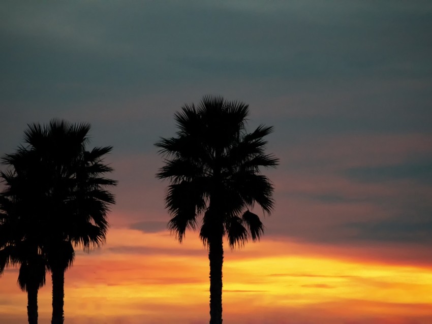 palm, sunset, palm trees, sky, tropics