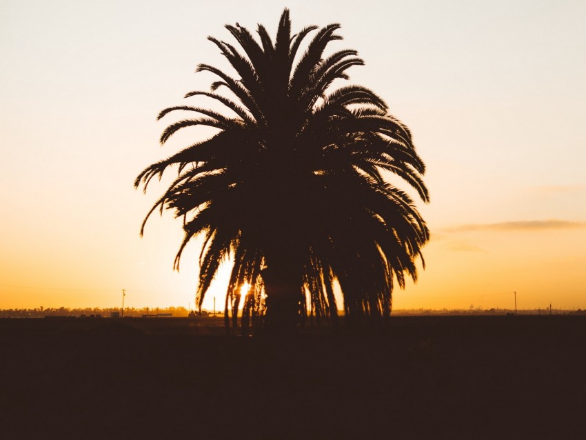 palm, sunset, shadows, horizon, silhouette