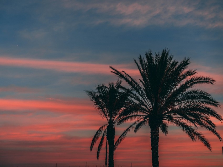 palm, sunset, sky, branches, outlines, night, tropics