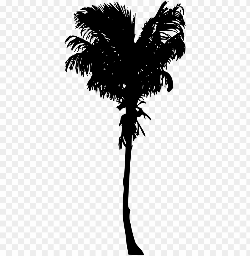 palm trees, tropical plants, landscaping, gardening, botany