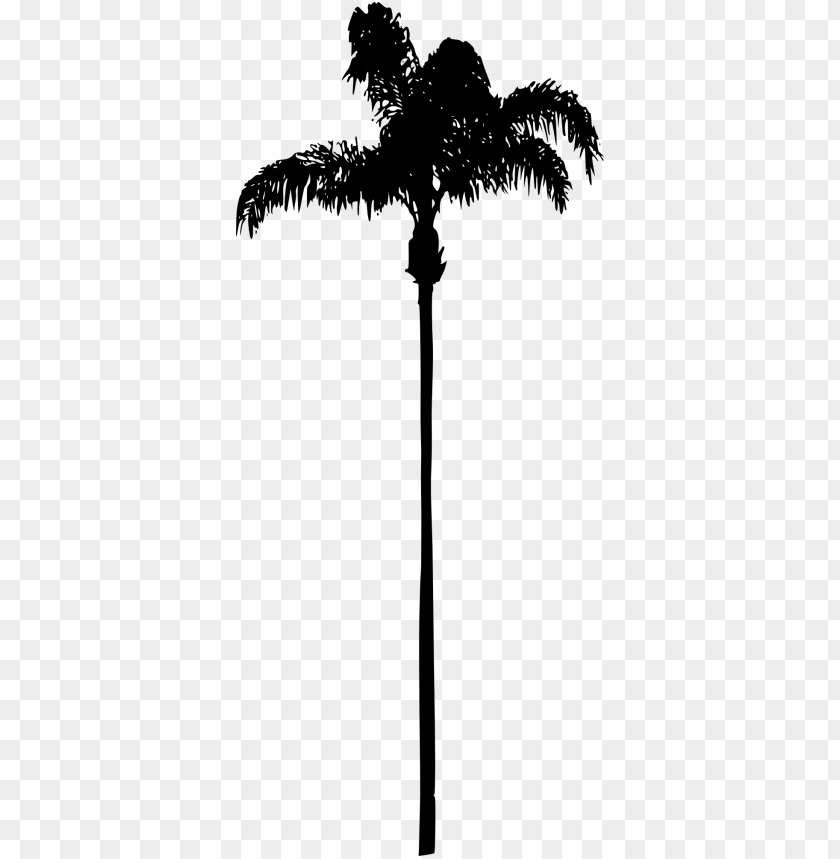 palms, tropical trees, landscaping, outdoor decor, palm tree care